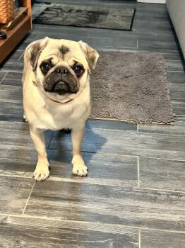 Pug Dogs Available for Adoption - Dottie Joy | PetCurious