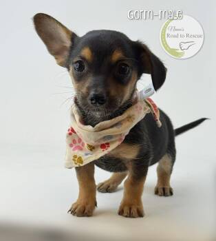Yorkshire Terrier and Dachshund Dogs Available for Adoption in Benton, Louisiana - Gorm | PetCurious