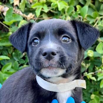 Party -  Terrier Dog Available for Adoption in Walnut Creek, California - Party | PetCurious