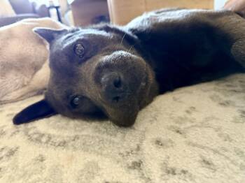 Chow Chow and Mixed Breed Dogs Available for Adoption in Choctaw, Oklahoma - Theodore | PetCurious