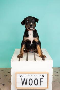 Shepherd Dogs Available for Adoption in Brighton, Colorado - 332-26 | PetCurious