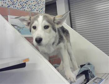 Siberian Husky and Mixed Breed Dogs Available for Adoption in Houston, Texas - STETSON | PetCurious