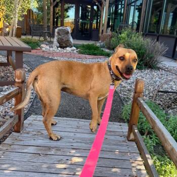 Tilly -  Mixed Breed Dog for Adoption in Cheyenne, Wyoming - Tilly | PetCurious