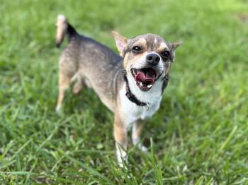 Nacho -  Chihuahua Dog for Adoption in Houston, Texas - Nacho | PetCurious