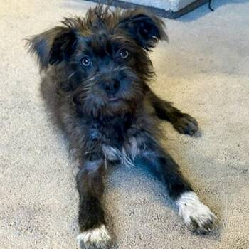 Mullein -  Terrier Dog for Adoption in Des Moines, Iowa - Mullein | PetCurious