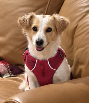 Whitney -  Corgi and Cavalier King Charles Spaniel Dog for Adoption in Puyallup, Washington - Whitney | PetCurious