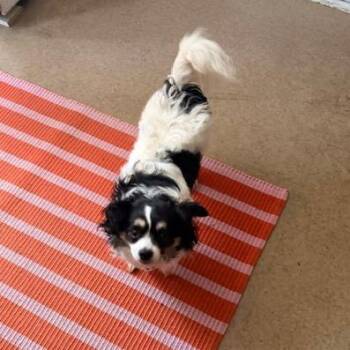 Papillon Dogs Available for Adoption - Marina Moscone | PetCurious