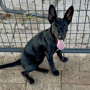 Rescue Cattle Dog and Shepherd Dogs for Adoption in Harlingen, Texas - Bunny | PetCurious