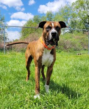Great Dane and Boxer Dogs Available for Adoption in Lisbon, Ohio - Pepper | PetCurious