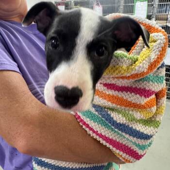 Rat Terrier Dogs Available for Adoption in Parrish, Alabama - Boo | PetCurious