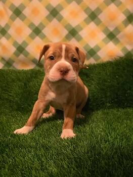 Bulldog and Pit Bull Terrier Dogs Available for Adoption - Loki | PetCurious