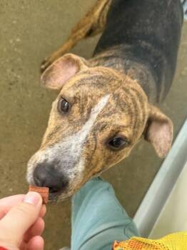 Mixed Breed Dogs Available for Adoption in Cincinnati, Ohio - Wendy | PetCurious
