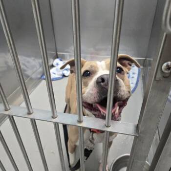Eros -  Mixed Breed Dog for Adoption in Davenport, Iowa - Eros | PetCurious