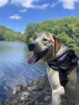 Linus Latte -  Foxhound Dog for Adoption in Andover, Massachusetts - Linus Latte | PetCurious