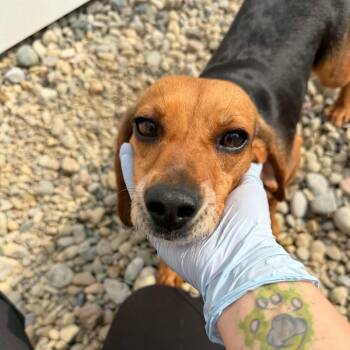 Astra -  Beagle Dog for Adoption in Sterling Heights, Michigan - Astra | PetCurious