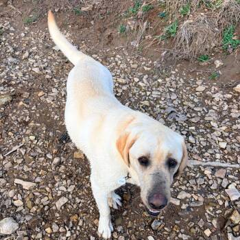 Yellow Labrador Retriever Dogs Available for Adoption - Jake | PetCurious