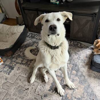 Akbash Dogs Available for Adoption in Lake Arrowhead, California - Diet Dr. Pepper | PetCurious