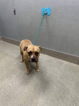 LONDON -  Pit Bull Terrier Dog for Adoption in Las Vegas, Nevada - LONDON | PetCurious