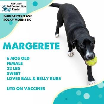 MARGARETE  Available NOW - ADOPTION or RESCUE! -  Mixed Breed Dog for Adoption in Nashville, North Carolina - MARGARETE  Available NOW - ADOPTION Or RESCUE! | PetCurious