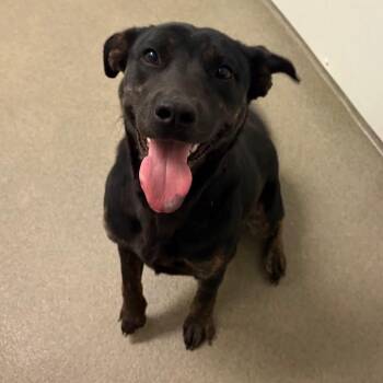 Banana Bread -  Mixed Breed Dog for Adoption in Rocky Mount, Virginia - Banana Bread | PetCurious