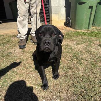 Rescue Cane Corso and Pug Dogs for Adoption in Sylvania, Georgia - T-Bone | PetCurious