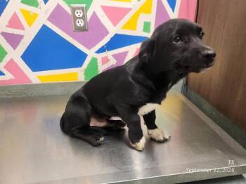BIRD -  Labrador Retriever Dog for Adoption in Baytown, Texas - BIRD | PetCurious