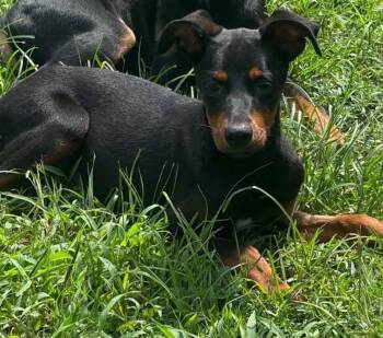 Tony -  Doberman Pinscher Dog for Adoption in Grand Bay, Alabama - Tony | PetCurious