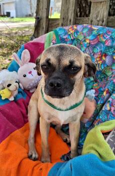 Pug and Rat Terrier Dogs Available for Adoption in Missouri City, Texas - Valente WA14281-T LOCAL Adoption Event In Bellevue 5-24 | PetCurious
