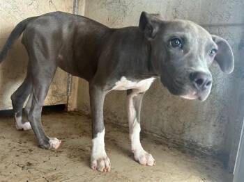 JESSIE -  Pit Bull Terrier and Labrador Retriever Dog for Adoption in Oklahoma City, Oklahoma - JESSIE | PetCurious
