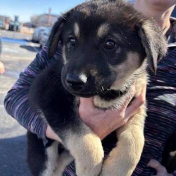 German Shepherd Dog Dogs Available for Adoption - Whitaker | PetCurious