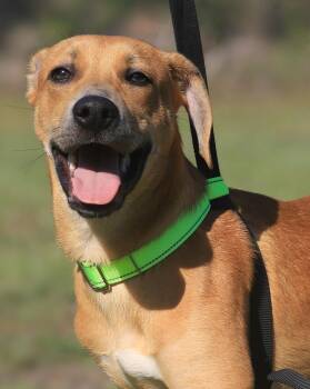 Hoggle -  Labrador Retriever and Black Mouth Cur Dog for Adoption in North Fort Myers, Florida - Hoggle | PetCurious