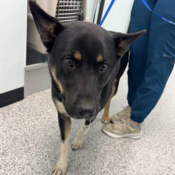 Monster Mash -  German Shepherd Dog and Mixed Breed Dog for Adoption in Clavet, Saskatchewan - Monster Mash | PetCurious
