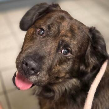 Mixed Breed Dogs Available for Adoption in Charleston, West Virginia - Fozzy | PetCurious