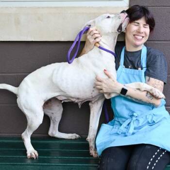 Mixed Breed Dogs Available for Adoption in Chamblee, Georgia - Betty - IN FOSTER | PetCurious