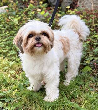 Dillon -  Shih Tzu Dog for Adoption in Puyallup, Washington - Dillon | PetCurious