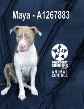 American Bulldog Dogs Available for Adoption in Winter Haven, Florida - MAYA | PetCurious