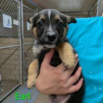 German Shepherd Dog and Beagle Dogs Available for Adoption in Greenville, Pennsylvania - Earl | PetCurious