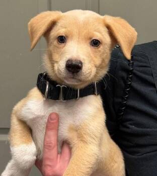 Labrador Retriever and Australian Cattle Dog Blue Heeler Dogs Available for Adoption - Sammy | PetCurious