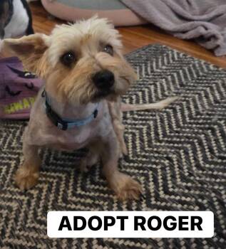 Roger -  Yorkshire Terrier Dog for Adoption in Broken Arrow, Oklahoma - Roger | PetCurious