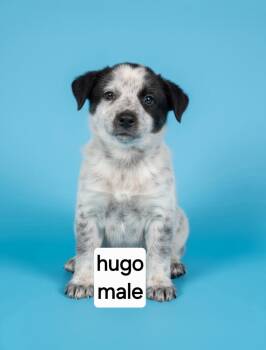 Hugo -  Australian Cattle Dog Blue Heeler Dog for Adoption in Manchester, Connecticut - Hugo | PetCurious