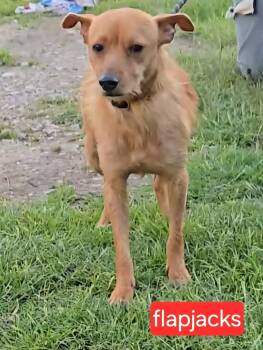 Wirehaired Terrier Dogs Available for Adoption in Fort Worth, Texas - Flapjacks | PetCurious