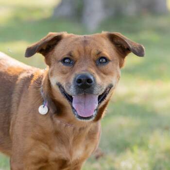 Jonah Hill -  Mixed Breed Dog for Adoption in Dearborn, Michigan - Jonah Hill | PetCurious