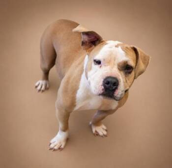 Bethany -  Pit Bull Terrier and Mixed Breed Dog for Adoption in Bowling Green, Kentucky - Bethany | PetCurious