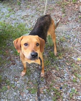 Rescue Coonhound and Hound Dogs for Adoption in Brookeville, Maryland - Vin | PetCurious
