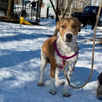 Hound and Mixed Breed Dogs Available for Adoption - Miss Tutti Frutti | PetCurious