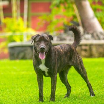 Rescue Mixed Breed Dogs for Adoption in Kailua-kona, Hawaii - Spud | PetCurious