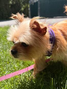 Kiwi -  Yorkshire Terrier and Brussels Griffon Dog for Adoption in Fall River, Massachusetts - Kiwi | PetCurious