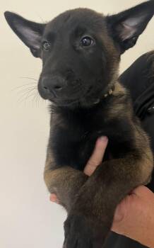 Kodiak -  Belgian Shepherd Malinois Dog for Adoption in Gardnerville, Nevada - Kodiak | PetCurious