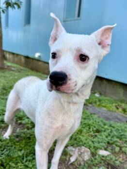 Chimkin -  Pit Bull Terrier and Mixed Breed Dog for Adoption in New Orleans, Louisiana - Chimkin | PetCurious