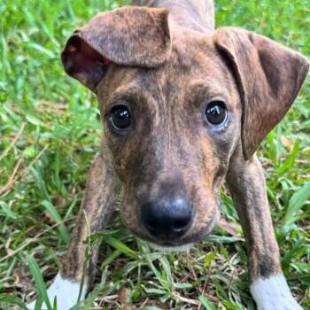 Mellow Yellow -  Mixed Breed Dog for Adoption in Savannah, Georgia - Mellow Yellow | PetCurious